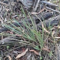 Lomandra bracteata (Small Matrush) at Mount Majura - 15 May 2024 by Venture