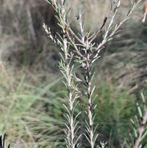 Dillwynia sericea at Mount Majura - 15 May 2024 01:42 PM