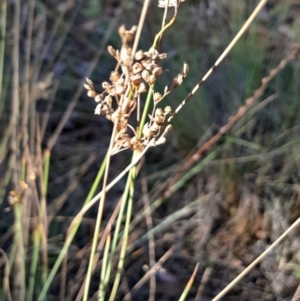 Juncus sp. at Mount Majura - 15 May 2024