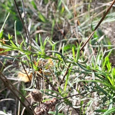 Xerochrysum viscosum (Sticky Everlasting) at Hackett, ACT - 15 May 2024 by Venture