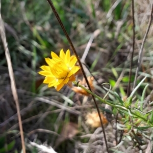 Xerochrysum viscosum at Mount Majura - 15 May 2024 01:18 PM