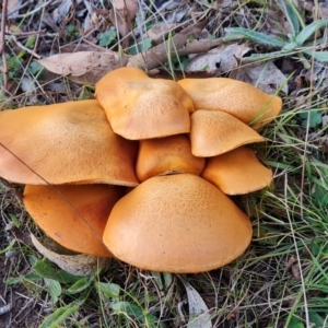 Gymnopilus junonius at Mount Mugga Mugga - 15 May 2024 04:28 PM