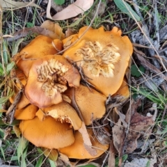 Gymnopilus junonius at Mount Mugga Mugga - 15 May 2024 04:28 PM