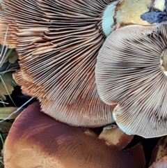 Gymnopilus junonius at Mount Mugga Mugga - 15 May 2024