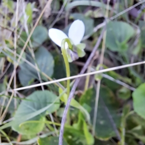 Viola odorata at Mount Majura - 15 May 2024