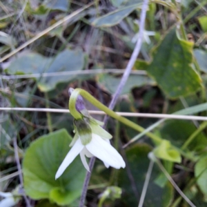 Viola odorata at Mount Majura - 15 May 2024