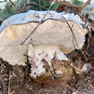 Tylopilus sp. at Red Hill to Yarralumla Creek - 15 May 2024