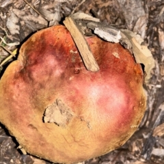 Boletus sp. at Hughes, ACT - 15 May 2024 by LisaH