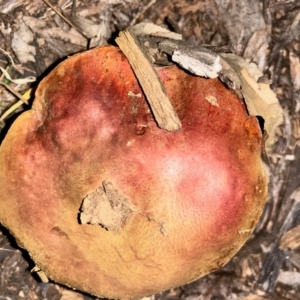 Boletus sp. at Red Hill to Yarralumla Creek - 15 May 2024