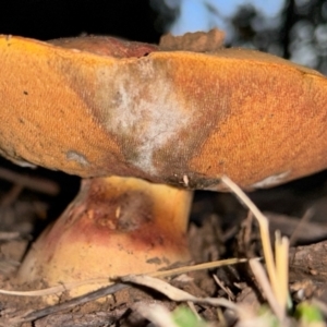 Boletus sp. at Red Hill to Yarralumla Creek - 15 May 2024