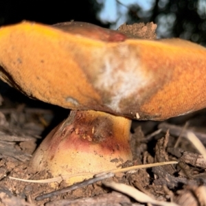 Boletus sp. at Red Hill to Yarralumla Creek - 15 May 2024 05:23 PM