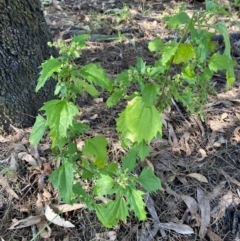 Chenopodium murale (Nettle-leaf Goosefoot) at Mount Majura - 15 May 2024 by SteveBorkowskis