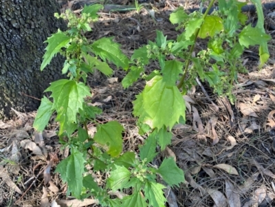 Chenopodium murale (Nettle-leaf Goosefoot) at The Fair, Watson - 15 May 2024 by SteveBorkowskis