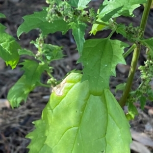 Chenopodium murale at The Fair, Watson - 15 May 2024