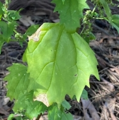 Chenopodium murale at The Fair, Watson - 15 May 2024 01:29 PM