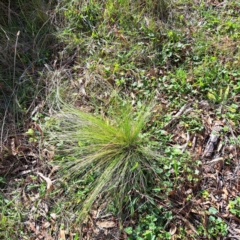 Nassella trichotoma (Serrated Tussock) at Mount Majura - 15 May 2024 by abread111