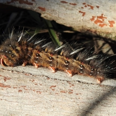 Anthela ocellata (Eyespot Anthelid moth) at Sutton Street Crown Reserve Berrima - 14 May 2024 by GlossyGal