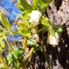 Salpichroa origanifolia (Pampas Lily of the Valley) at Mount Majura - 15 May 2024 by abread111