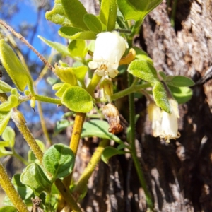 Salpichroa origanifolia at Mount Majura - 15 May 2024 01:06 PM