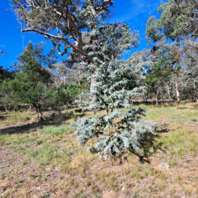 Acacia baileyana (Cootamundra Wattle, Golden Mimosa) at Hackett, ACT - 15 May 2024 by abread111