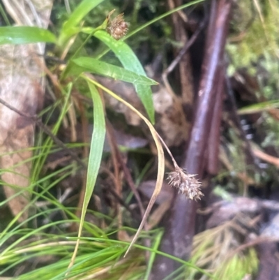 Luzula flaccida (Pale Woodrush) at Tidbinbilla Nature Reserve - 15 May 2024 by JaneR