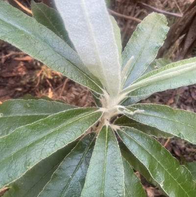 Bedfordia arborescens (Blanket Bush) at Paddys River, ACT - 15 May 2024 by JaneR