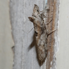 Acmosara polyxena (Heliocosma Group) at WendyM's farm at Freshwater Ck. - 21 Apr 2020 by WendyEM