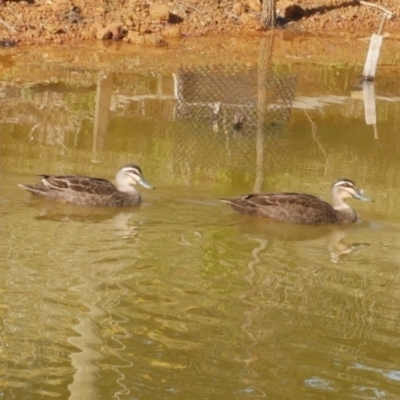 Anas superciliosa (Pacific Black Duck) at WendyM's farm at Freshwater Ck. - 2 Aug 2023 by WendyEM