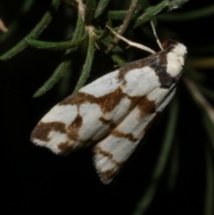 Chiriphe dichotoma (Reticulated Footman) at WendyM's farm at Freshwater Ck. - 5 Aug 2023 by WendyEM