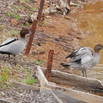 Chenonetta jubata (Australian Wood Duck) at WendyM's farm at Freshwater Ck. - 5 Aug 2023 by WendyEM