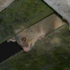 Trichosurus vulpecula (Common Brushtail Possum) at WendyM's farm at Freshwater Ck. - 5 Aug 2023 by WendyEM