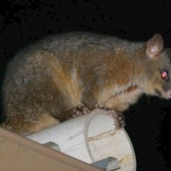 Trichosurus vulpecula (Common Brushtail Possum) at WendyM's farm at Freshwater Ck. - 5 Aug 2023 by WendyEM