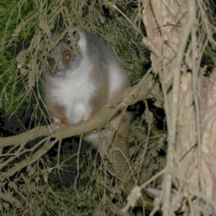 Pseudocheirus peregrinus (Common Ringtail Possum) at WendyM's farm at Freshwater Ck. - 5 Aug 2023 by WendyEM