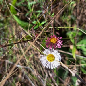 Erigeron karvinskianus at Mount Majura - 15 May 2024 01:13 PM