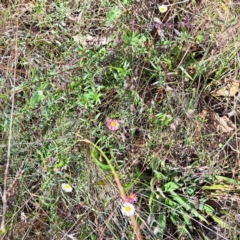 Erigeron karvinskianus at Mount Majura - 15 May 2024