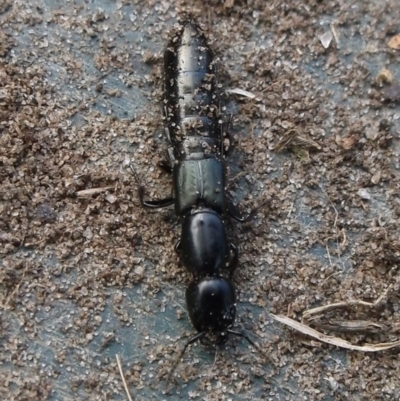 Staphylinidae (family) (Rove beetle) at WendyM's farm at Freshwater Ck. - 6 Aug 2023 by WendyEM