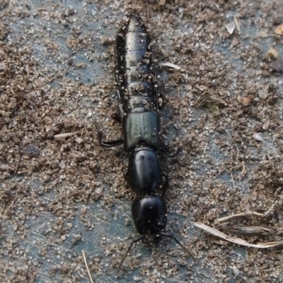 Staphylinidae (family) at Freshwater Creek, VIC - 6 Aug 2023 by WendyEM