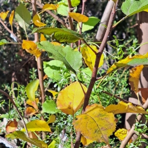 Pyrus sp. at Mount Majura - 15 May 2024 01:15 PM