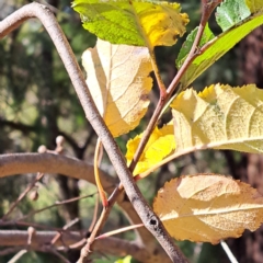 Pyrus sp. at Mount Majura - 15 May 2024 01:15 PM