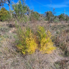 Asparagus officinalis (Asparagus) at Mount Majura - 15 May 2024 by abread111