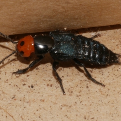 Creophilus erythrocephalus at Freshwater Creek, VIC - 28 Aug 2023 by WendyEM