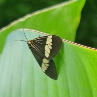 Nyctemera amicus (Senecio Moth, Magpie Moth, Cineraria Moth) at Burnside, QLD - 15 May 2024 by clarehoneydove