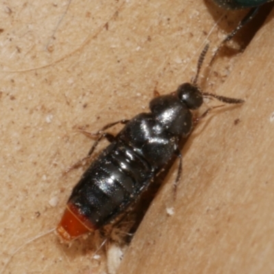 Aleochara (genus) (A rove beetle) at WendyM's farm at Freshwater Ck. - 28 Aug 2023 by WendyEM