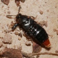 Aleochara (genus) at WendyM's farm at Freshwater Ck. - 28 Aug 2023 05:37 PM