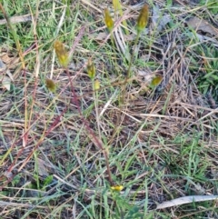 Bidens subalternans at Molonglo River Reserve - 15 May 2024 02:09 PM