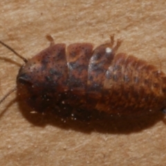 Laxta sp. (genus) (Bark cockroach) at WendyM's farm at Freshwater Ck. - 28 Aug 2023 by WendyEM