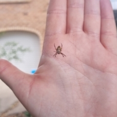 Plebs eburnus at Burnside, QLD - suppressed