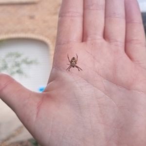 Plebs eburnus at Burnside, QLD - suppressed
