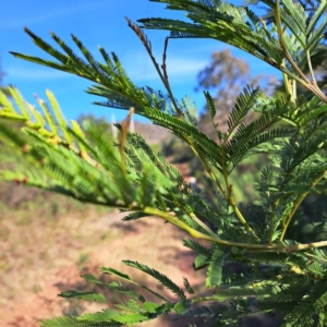 Acacia decurrens at Mount Majura - 15 May 2024 01:47 PM