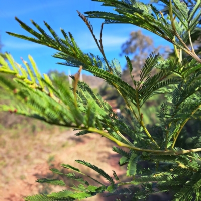 Acacia decurrens (Green Wattle) at Mount Majura - 15 May 2024 by abread111